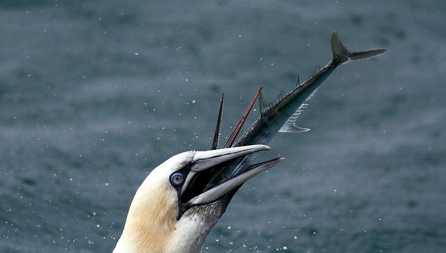 gannet eating a fish